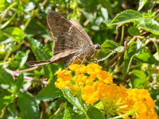 Obraz premium butterfly in the flowers