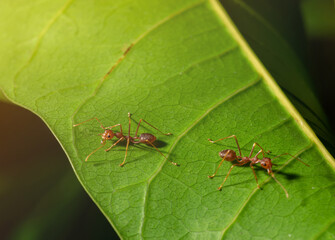 Two red ants were perched on the leaf of a mango.