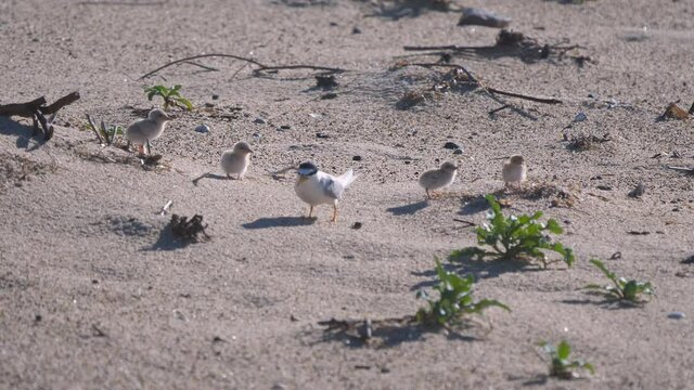 high frame rate clip of little tern adults and chicks on a beach at the entrance in nsw, australia