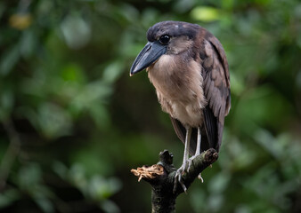 Fototapeta premium Boat Billed Heron in Costa Rica 