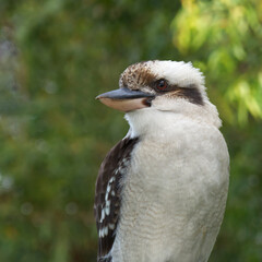 Kookaburra Closeup