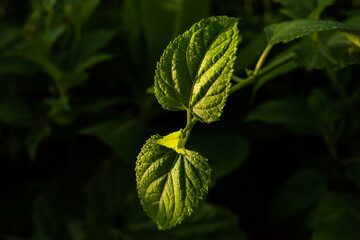 New and very green leaves, growing in the gentle morning sun. Defocused and dark background. Iriomote Island.