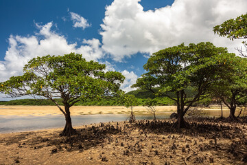 Typical scene of abundant mangrove. Mangrove trees by the river with their aerial roots, blue sky with white clouds on a sunny day. Iriomote Island.