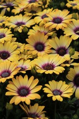 Yellow and Purple Spring Daisies