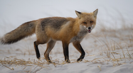 Obraz premium Red Fox at the Beach in New Jersey 