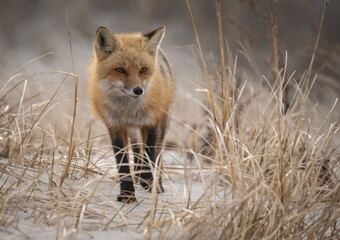 Red Fox at the Beach in New Jersey 