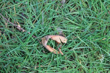 Seed Pod on Green Grass