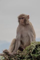 Monkey in Swayambhunath, the World Heritage Site declared by UNESCO, just looking at it's surrounding