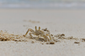 crab on the sand
