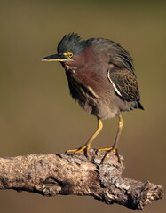 Green Heron in Florida 