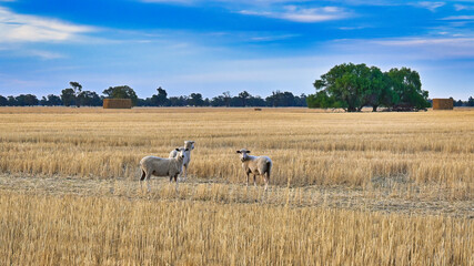Three Sheep in a Stubble Paddock Watching Carefully