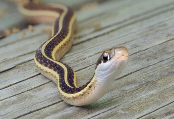 A Closeup Focus Stacked Image of a Ribbon Snake on a Wooden Deck