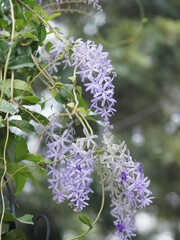 Purple Wreath, Queen's Wreath, Sandpaper Vine, Petrea volubilis flower beautiful bunch bouquet blooming in garden on blurred of nature background