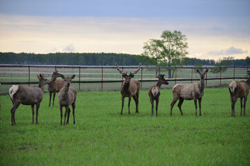 Herd of noble deer.