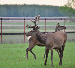 Herd of noble deer.