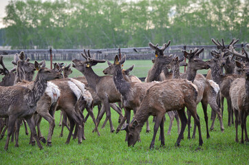 Obraz na płótnie Canvas Herd of noble deer.