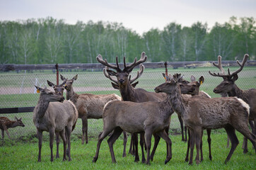 Herd of noble deer.