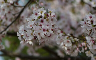 blossom in spring