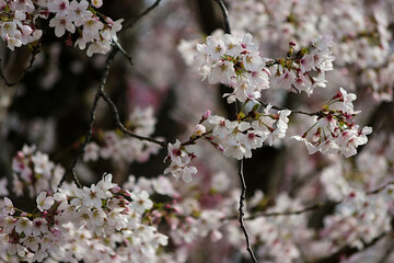 blossom in spring