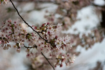 blossom in spring