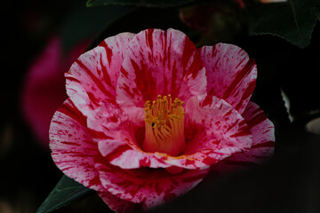 red and yellow flower