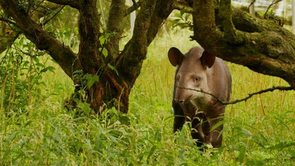 Anta na Mata Atlântica fazendo som para a câmera / Tapir in the Atlantic Forest making sound for the camera 