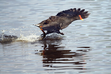Moor Hen running on water