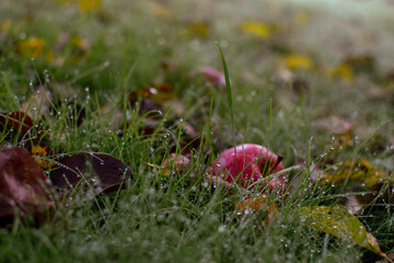 Apple in the wet grass