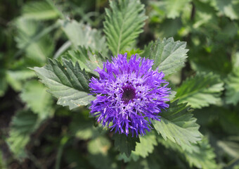 Purple flower for background and design