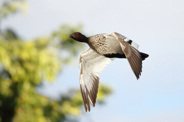 Australian Wood Duck in flight