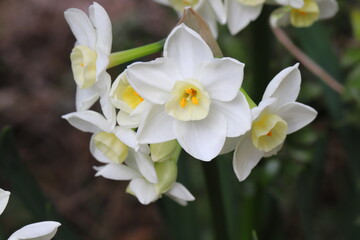 早春の花壇に咲くフサザキスイセンの白い花