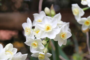 早春の花壇に咲くフサザキスイセンの白い花