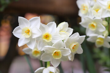 Fototapeta na wymiar 早春の花壇に咲くフサザキスイセンの白い花