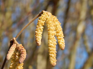 Naklejka premium birch leaves