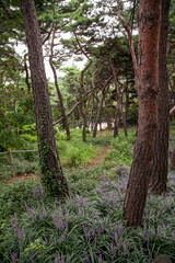 아차산생태공원의 오솔길: 산책로