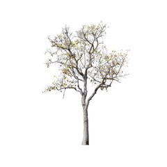 Tree isolated on white background.