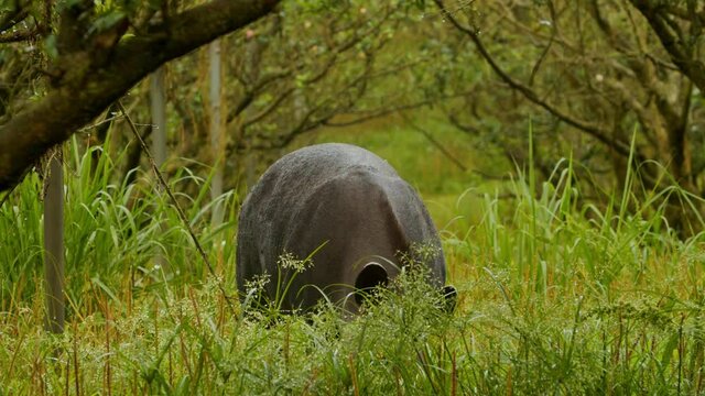 Anta comendo grama na Mata Atl&acirc;ntica / Tapir eating grass in the Atlantic Forest