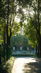 Obraz premium The sunset sunlight running through the leaves of the trees