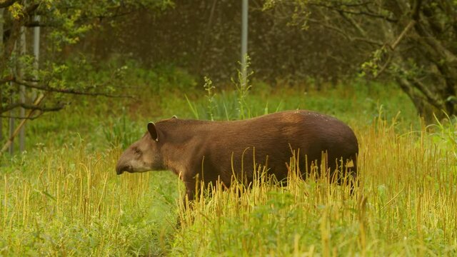 Anta caminhando por uma propriedade rural / Tapir walking through a rural property