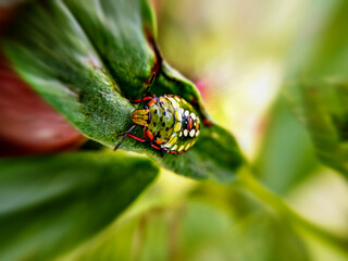 Small insect and Macro picture with green leaf background