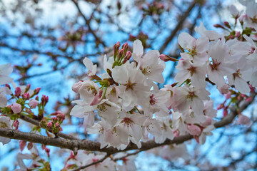 桜