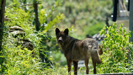 Fototapeta premium One cute dog looking at me in the garden