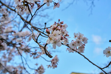 桜
