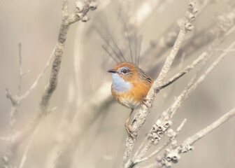 Southern emu-wren (Stipiturus malachurus) perched on branch