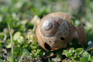 snail
