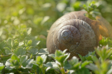 snail