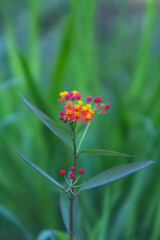Lantana cute yellow and orange flowers with blur bokeh and space to write rectangular framing