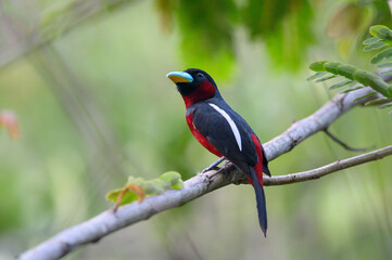Black-and-red Boradbill perched on a branch