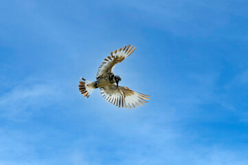 Pied kingfisher flying on blue sky background