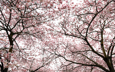 Cherry Blossoms -  looking up in the springtime